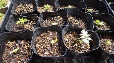 フーセンカズラ