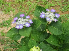看板周りの紫陽花