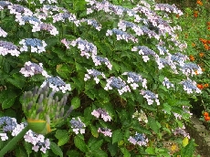 アガパンサスももうすぐ？