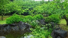 公園内にもたくさんあじさいがあります