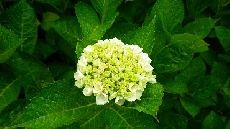 見ごろはあと少し・・・