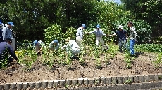 かのこゆり植樹(体験交流センター前)