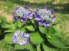あじさい