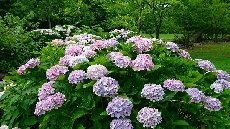 公園の紫陽花もきれいに咲いています