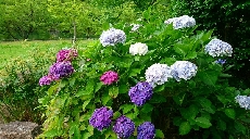 紫・赤・青・白とさまざま