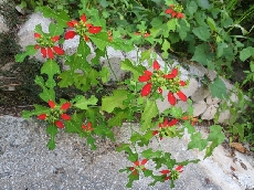 真っ赤な花が咲いているように見えますが・・・