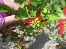 近づいて見ると・・・あれ？葉っぱと花びらが一体化!!??