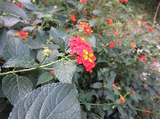 ランタナ♪　和名は『七変化』