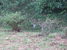 今日は裏庭に鷺も遊びに来ていましたよ！