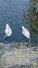 新しい仲間の2羽です。よろしくお願いします!