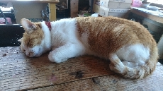 今日のいさみ。相変わらずです。