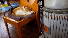 看板猫のいさみちゃんのお仕事はもっぱら火の番～うらやましい☆