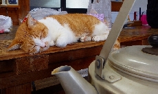 看板猫のいさみもストーブに当たりながらお待ちしてます…