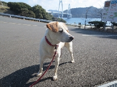 ドッグフードの後のお野菜大好き❤