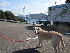 大島大橋をバッグにやっと最後にもう一枚❤❤
