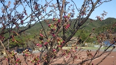 コテージバックのヨウコウザクラ