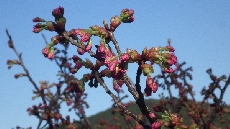 ヨウコウザクラのアップ　　もう直ぐかな・・・