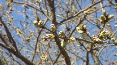 ソメイヨシノはもう少し！？・・・