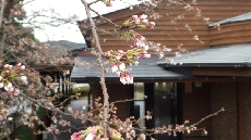 もう直ぐ開花しそうな　ソメイヨシノ