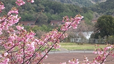 もう開花し始めた　ヨウコウザクラ