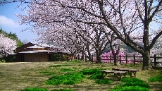 交流センターの裏は満開で、ベンチに座ってお花見できます♪