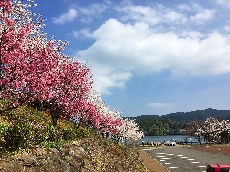 ソメイヨシノとヨウコウザクラのコラボレーション