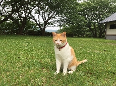 いいから私をなでなでしなさい