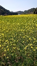 菜の花は小粒ですが、揃うと爽快です！！！