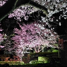 夜桜ライトアップ