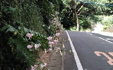 かのこゆり画像